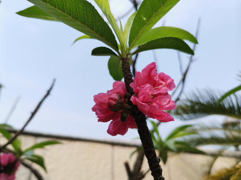 并列桃花