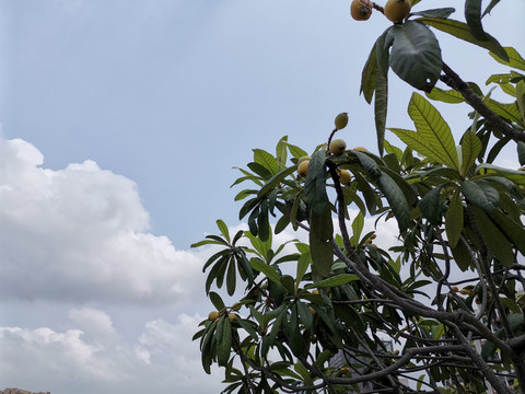 蓝天下的枇杷树