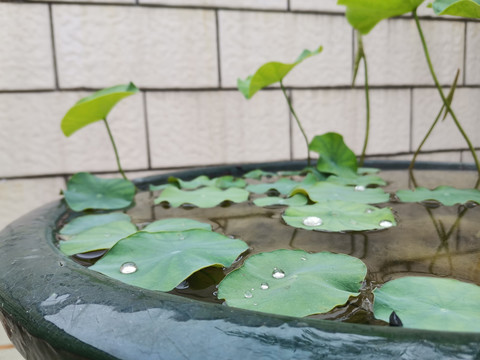 莲叶特写