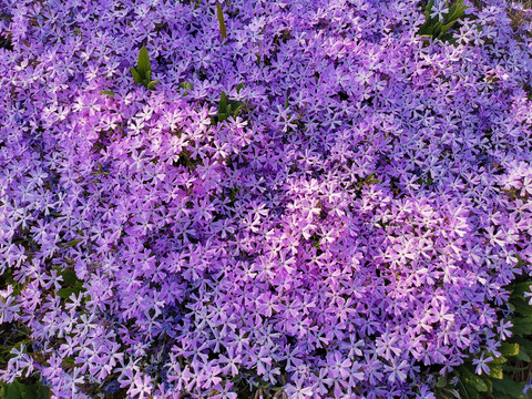 紫色芝樱