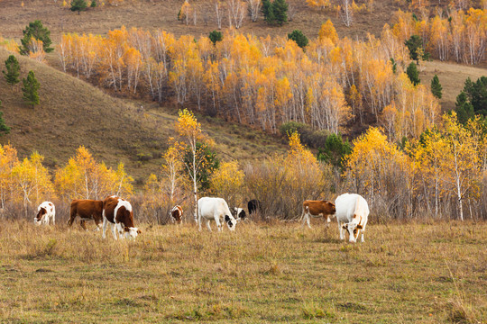 秋季白桦林牛群