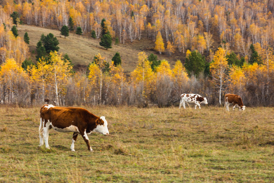 秋季森林牛群奶牛