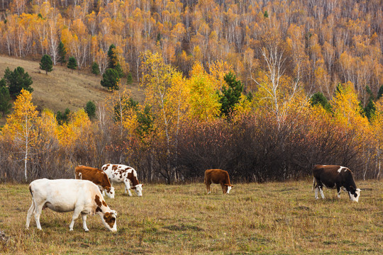 秋季森林草原牧场牛群