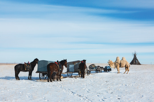 雪原蓝天白云骏马骆驼勒勒车