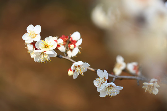 梅花特写