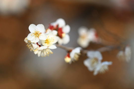 梅花特写