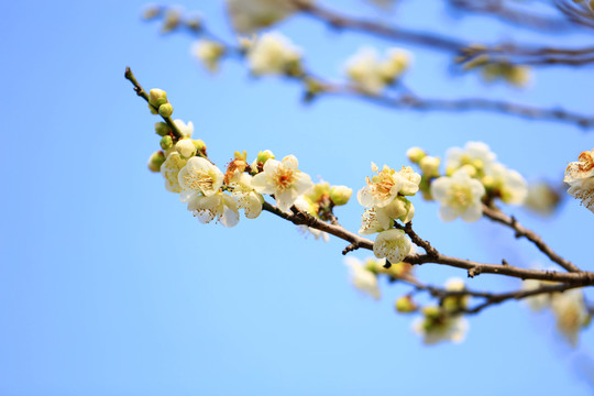 梅花特写