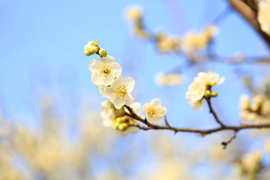 梅花报春