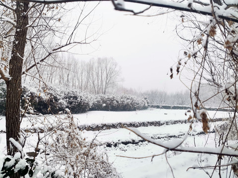 雪后树林