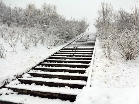 雪后树林景色