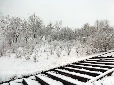 雪后树林景色