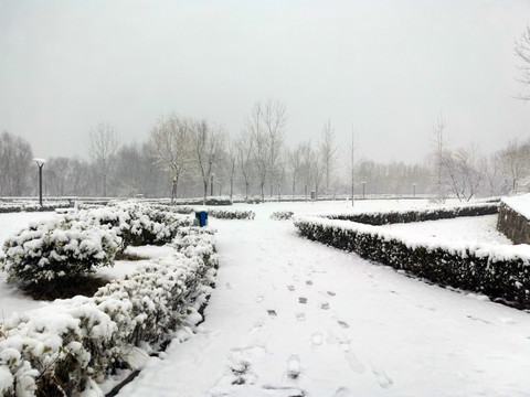 雪后树林景色