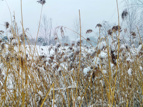 雪中的芦苇丛