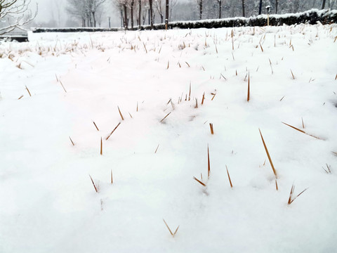 雪地上的杂草