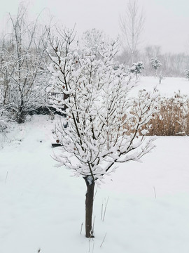 雪后的树林