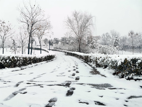 雪后的树林