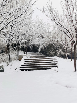 雪后树林