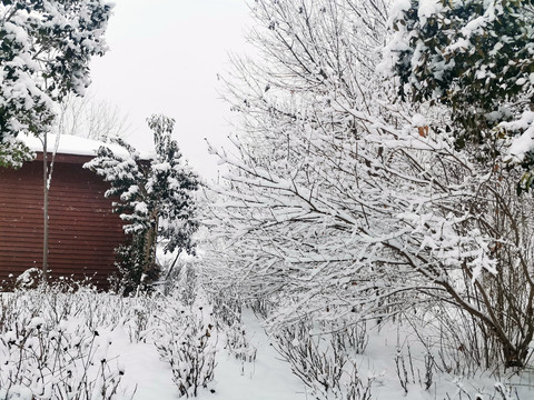 树林雪景