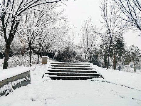 树林雪景