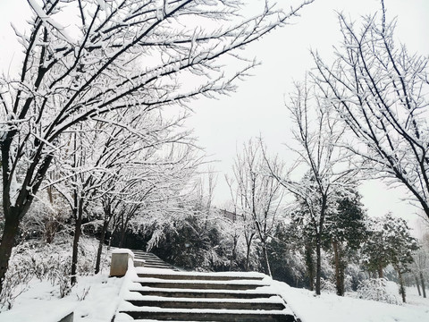 树林雪景