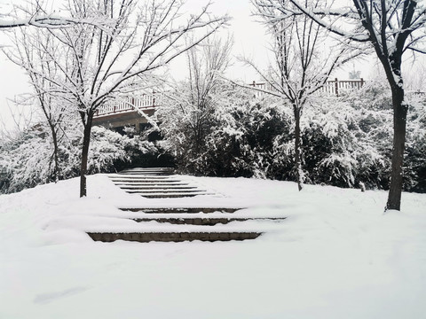 树林雪景
