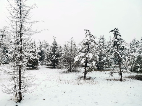 松树林雪景