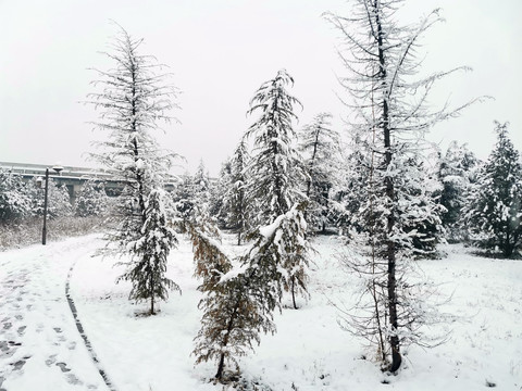 松树林雪景