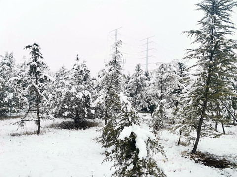 松树林雪景