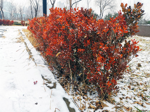 雪中的红叶石楠