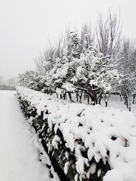 雪后树林