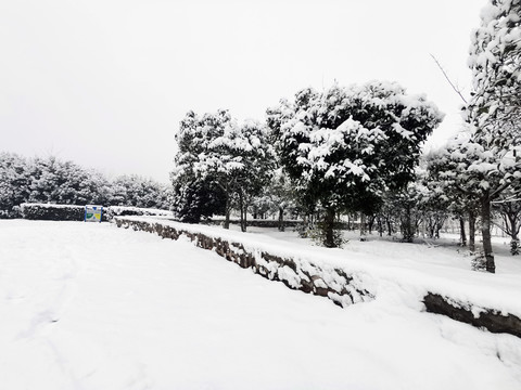 雪后树林