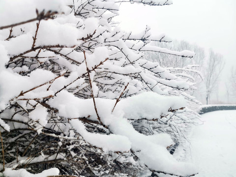 雪后树林