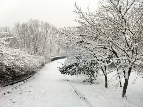 雪后树林