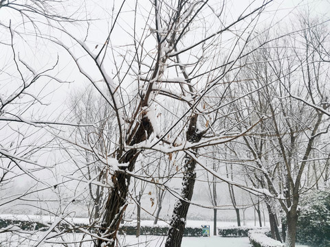 公园雪景