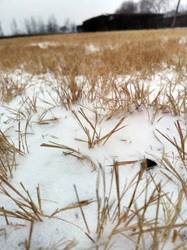 雪覆盖的干草地