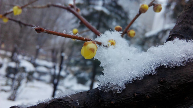 冰雪中的桃花