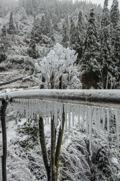 雪景