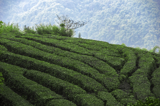 茶山之春