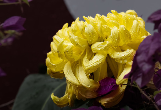 菊花