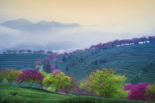 福建永福樱花茶园