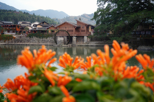 福建永福樱花茶园