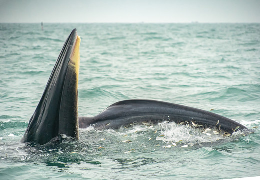 涠洲岛布氏鲸捕食
