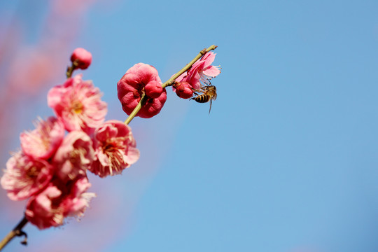 蜜蜂