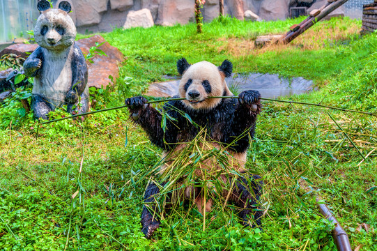 中国四川乐山熊猫基地