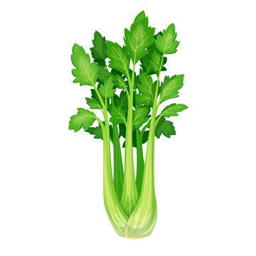 绿色芹菜插图