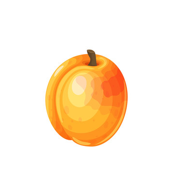 橘色杏子插图