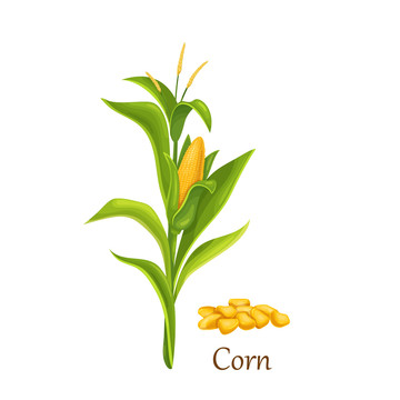 新鲜玉米水彩插图