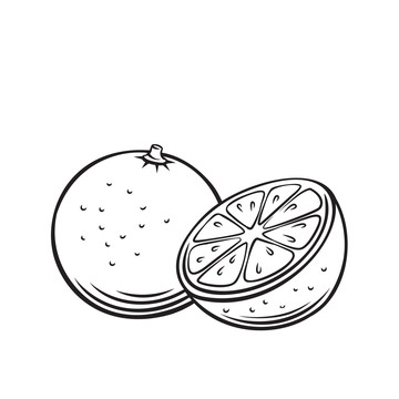 黑白柑橘插图