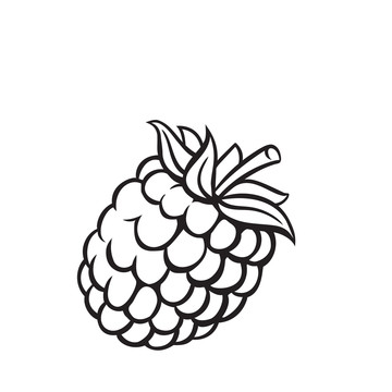 黑白覆盆莓插图