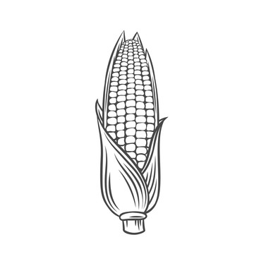 黑色线描玉米插图